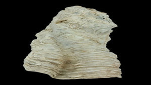 Tridacna maxima (長硨磲蛤)