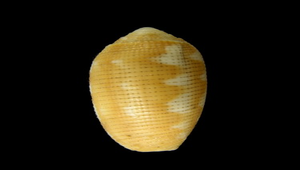 Pterygia crenulata (彈頭筆螺)