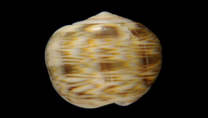 Oliva episcopalis (紫口榧螺)