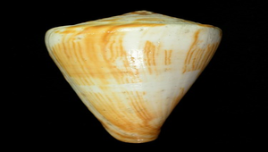 Conus vexillum (旗幟芋螺)