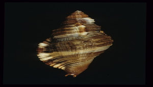 Cymatium pileare (毛法螺)