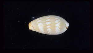 Cypraea ziczac (箭頭寶螺)