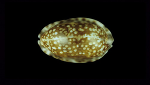 Cypraea depressa (扁緣寶螺)