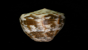 Conus nigropunctatus (黑雲芋螺)