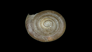 Aegista subchinensis (台灣大臍蝸牛)