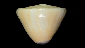 Conus virgo (玉女芋螺)