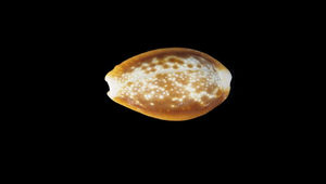 Cypraea helvola helvola (紅花寶螺)