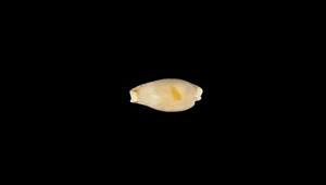 Cypraea contaminata (黑潮寶螺)