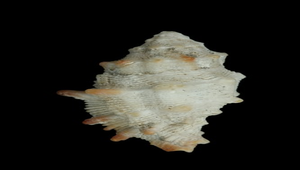 Morula spinosa (棘結螺)