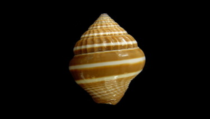 Vexillum curviliratum (黑蛹筆螺)