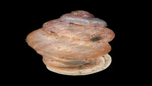 Palaina formosana (台灣左旋芝麻蝸牛)