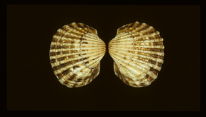 Tegillarca granosa (血蚶)