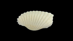 Scapharca subcrenata (毛蚶)