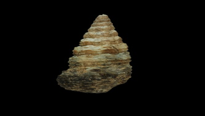 Cerithium kobelti (蟋蟀蟹守螺)