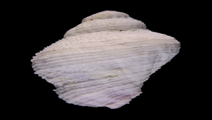 Coralliophila radula (梨形珊瑚螺)