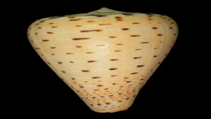 Conus betulinus (別緻芋螺)