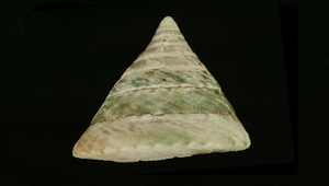 Tectus pyramis (銀塔鐘螺)