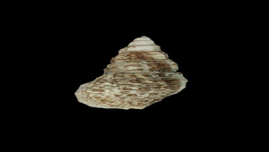 Clypeomorus batillariaeformis (海蜷蟹守螺)