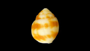 Dibaphus edentula (齒斑筆螺)
