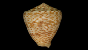 Conus australis (長芋螺)-資源代表圖
