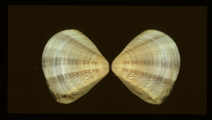 Gomphina aequilatera (花蛤)