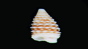Iniforis poecila (曇雲兔嘴左錐螺)