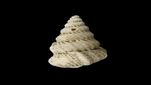 Cirsotrema varicosum (紗布海螄螺)-資源代表圖