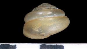 Stenothyra formosana (台灣粟螺)