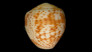 Conus nussatella (飛彈芋螺)