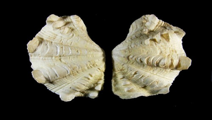 Tridacna squamosa (鱗硨磲蛤)