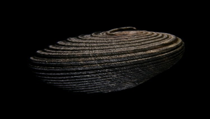 Nerita planospira (平頂蜑螺)