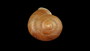 Nesiohelix swinhoei (斯文豪大蝸牛)