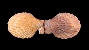 Chlamys farreri (法爾海扇蛤)