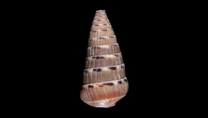 Hastula strigilata (花筍螺)