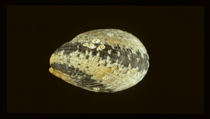 Nerita albicilla (漁舟蜑螺)