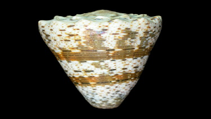 Conus imperialis (帝王芋螺)