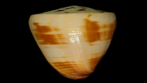 Conus magus (僧袍芋螺)-資源代表圖