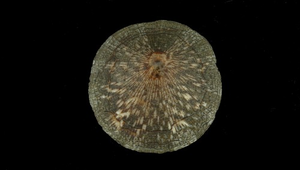 Patelloida striata (射線青螺)
