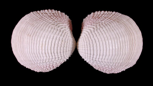 Fimbria fimbriata (花籃蛤)