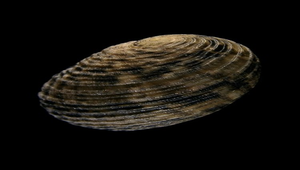 Nerita insculpta (虛線蜑螺)