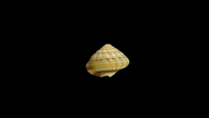 Zeuxis concinnus (絲絹織紋螺)