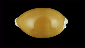 Cypraea aurantium (黃金寶螺)