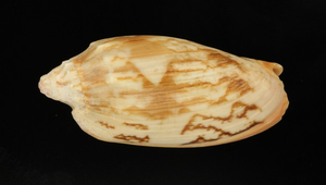 Cymbiola vespertilio (蝙蝠渦螺)