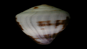 Conus scabriusculus (鉛色芋螺)