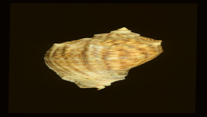 Rapana venosa venosa (紅皺岩螺)