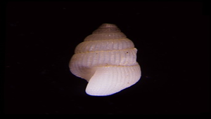 Phosinella gemmea ()