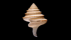 Gemmula speciosa (金鍊捲管螺)