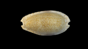 Cypraea erosa (腰斑寶螺)