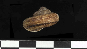 Cyclophorus formosaensis (台灣大山蝸牛)