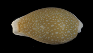 Cypraea miliaris (初雪寶螺)